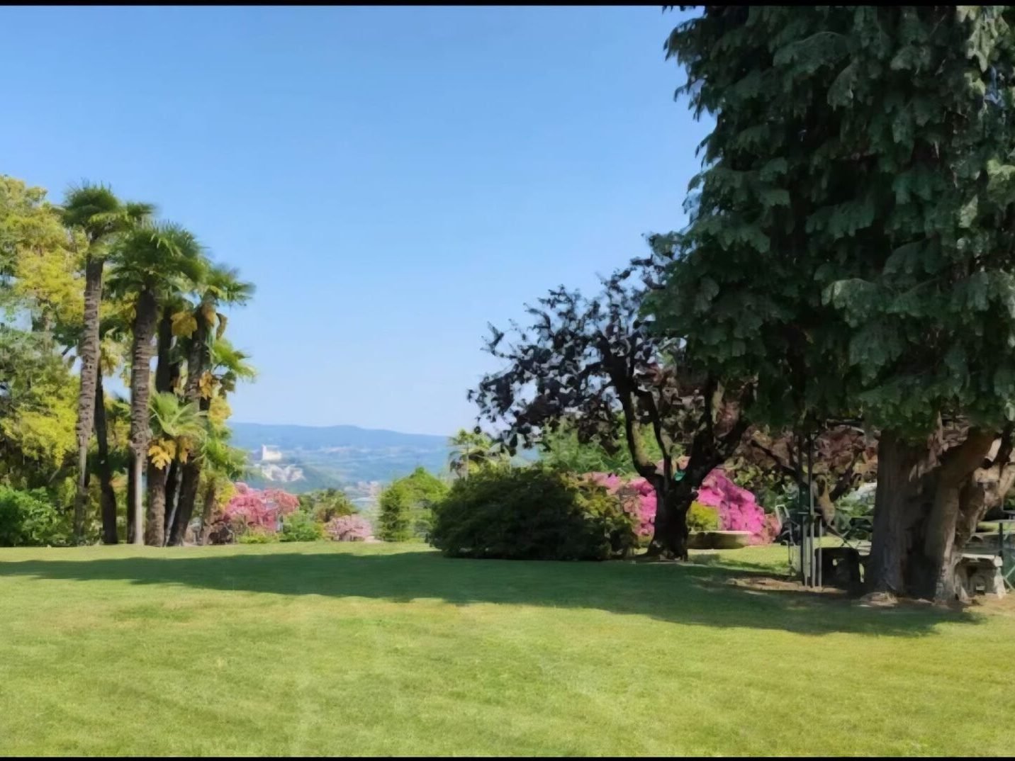 Prato curato con palme e azalee in fiore