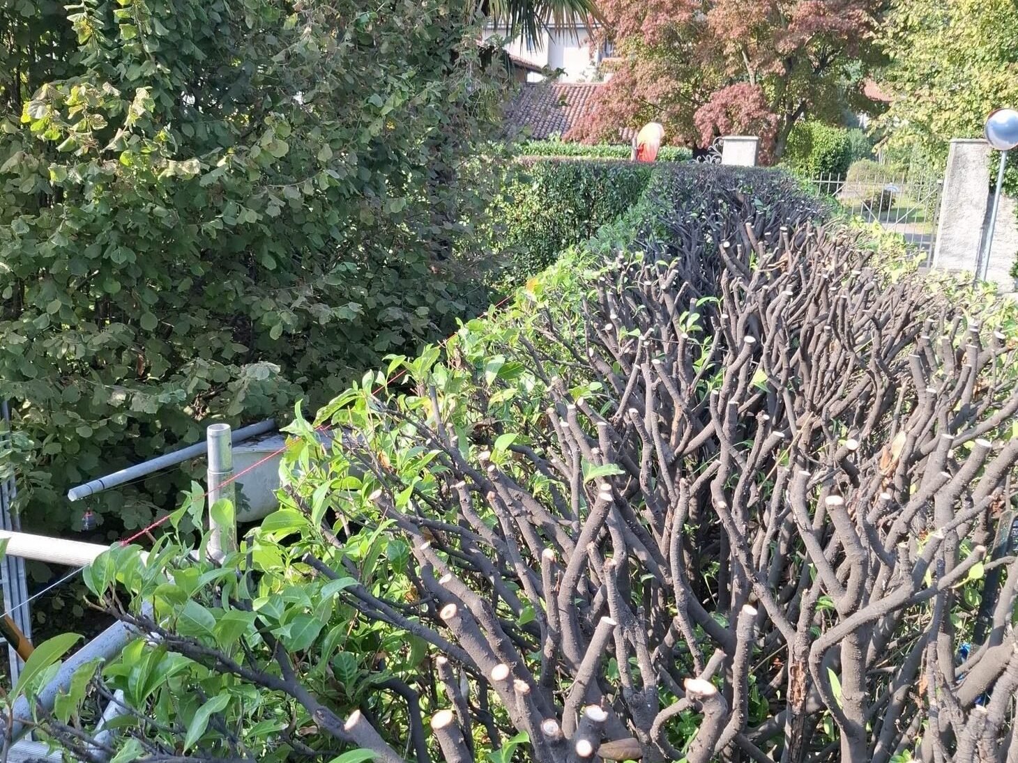 Potatura di contenimento di una siepe