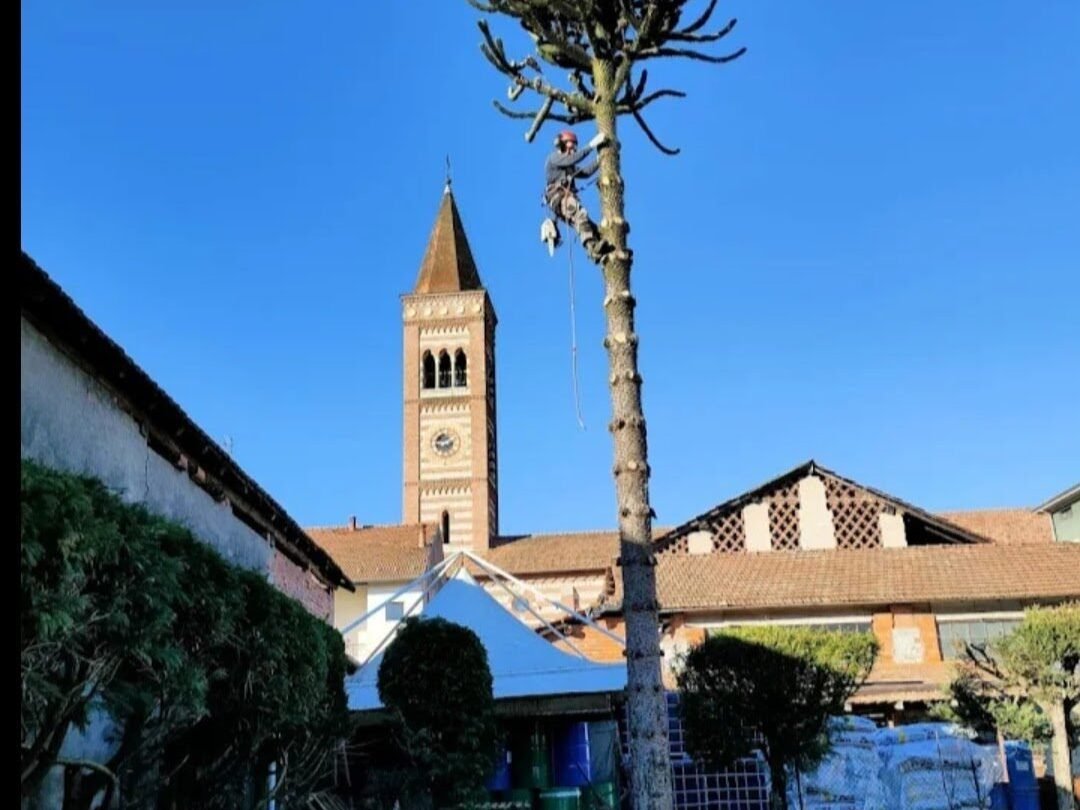 Potatura di un'araucaria accanto al campanile