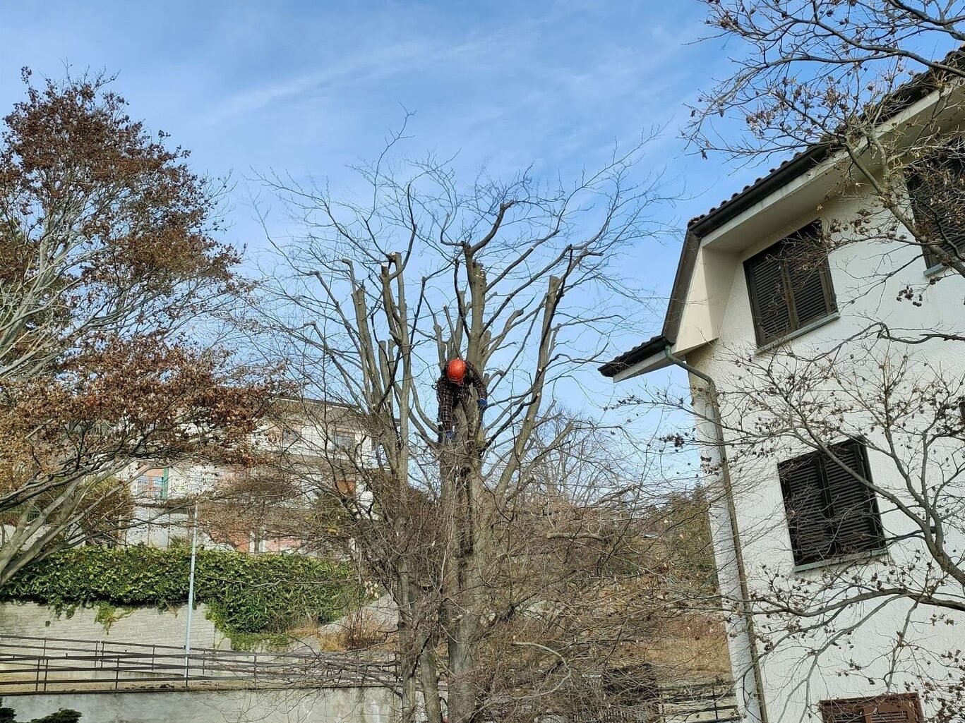 Potatura di un albero ad alto fusto in tree climbing
