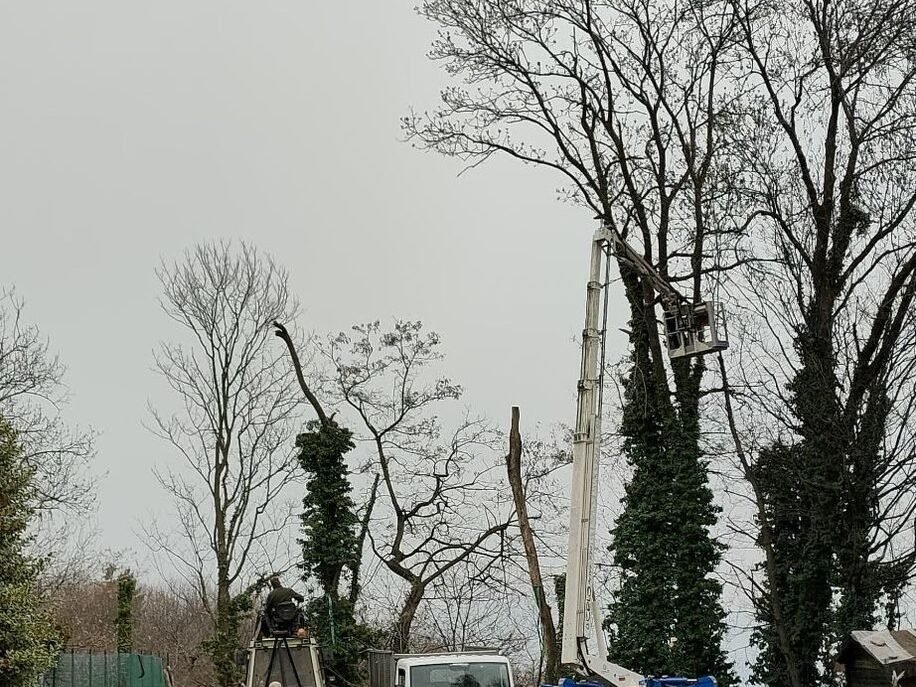Potatura di alberi ad alto fusto