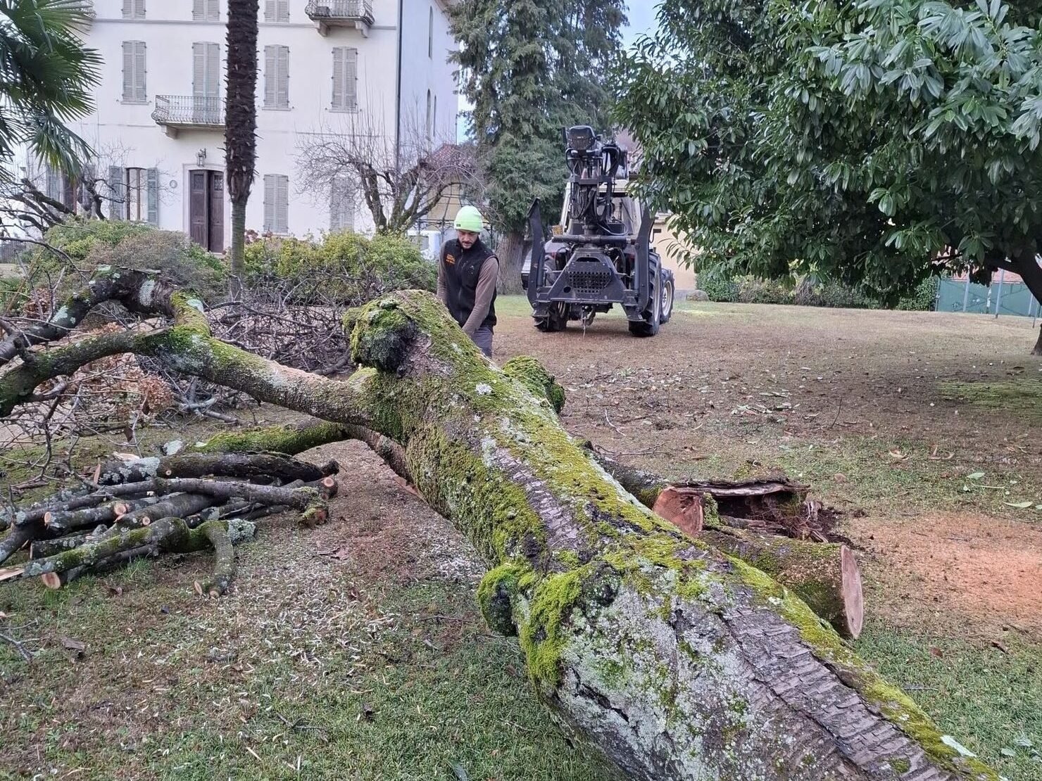 Tronco abbattuto pronto per lo smaltimento