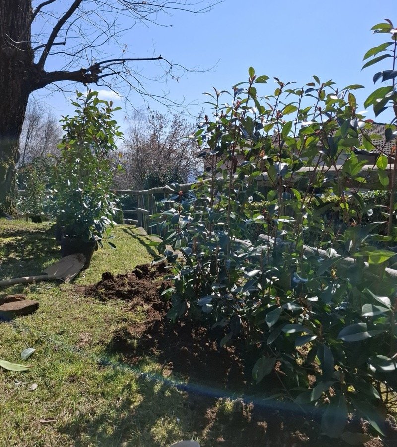 Messa a dimora di arbusti ornamentali in un'aiuola appena lavorata