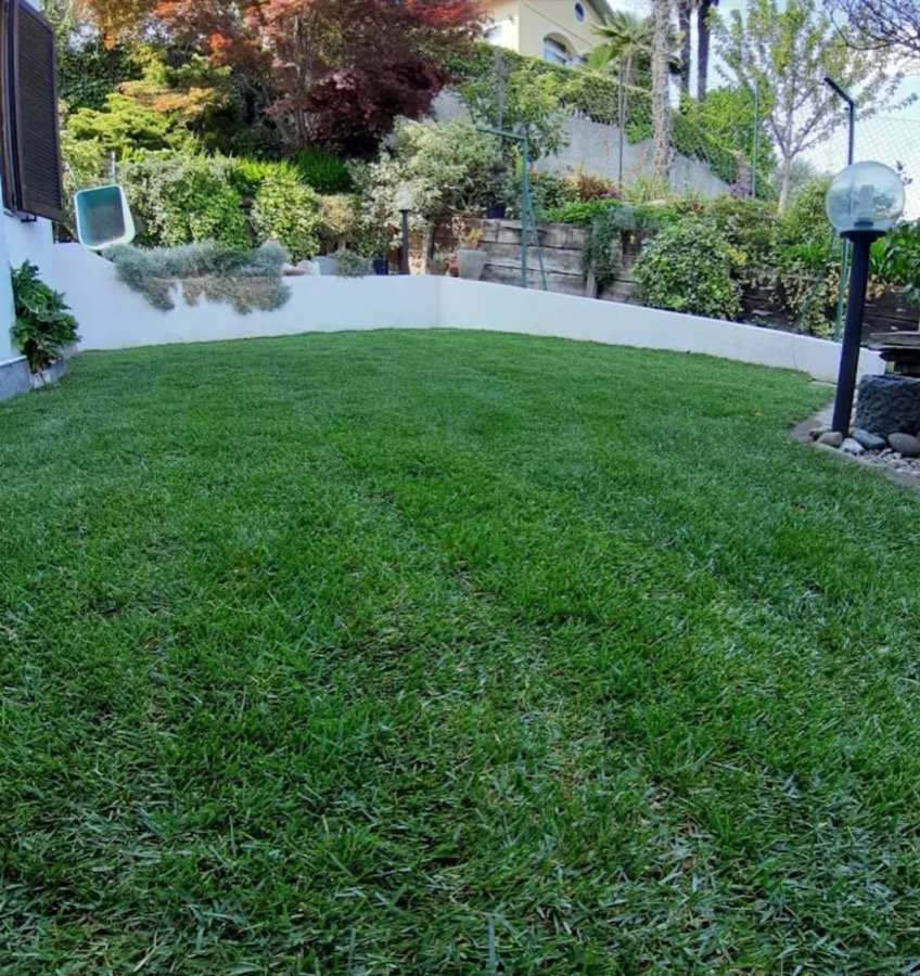 Prato appena realizzato lungo un muretto bianco curvo, con illuminazione da giardino