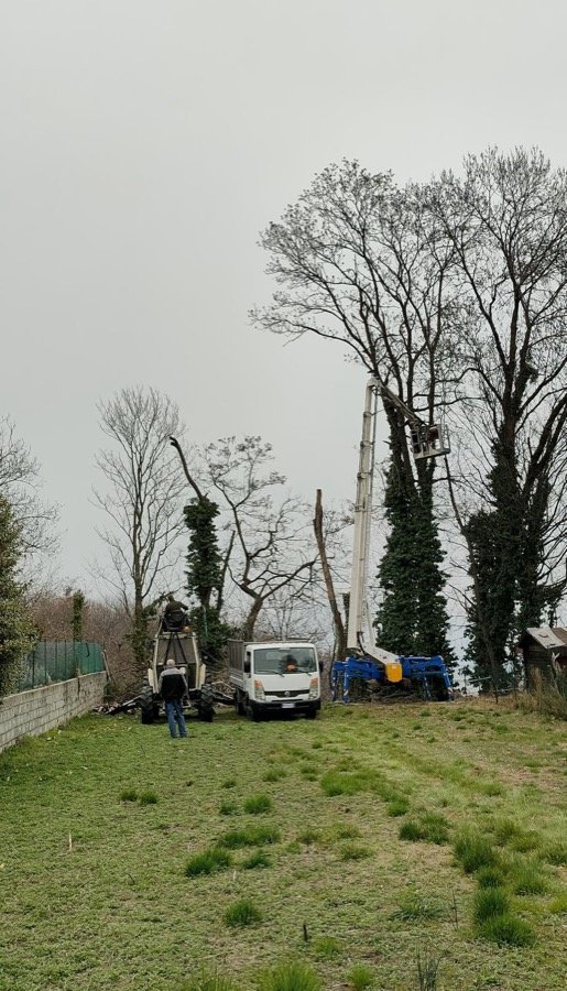 Intervento di potatura su alberi ad alto fusto con mezzo operativo a terra